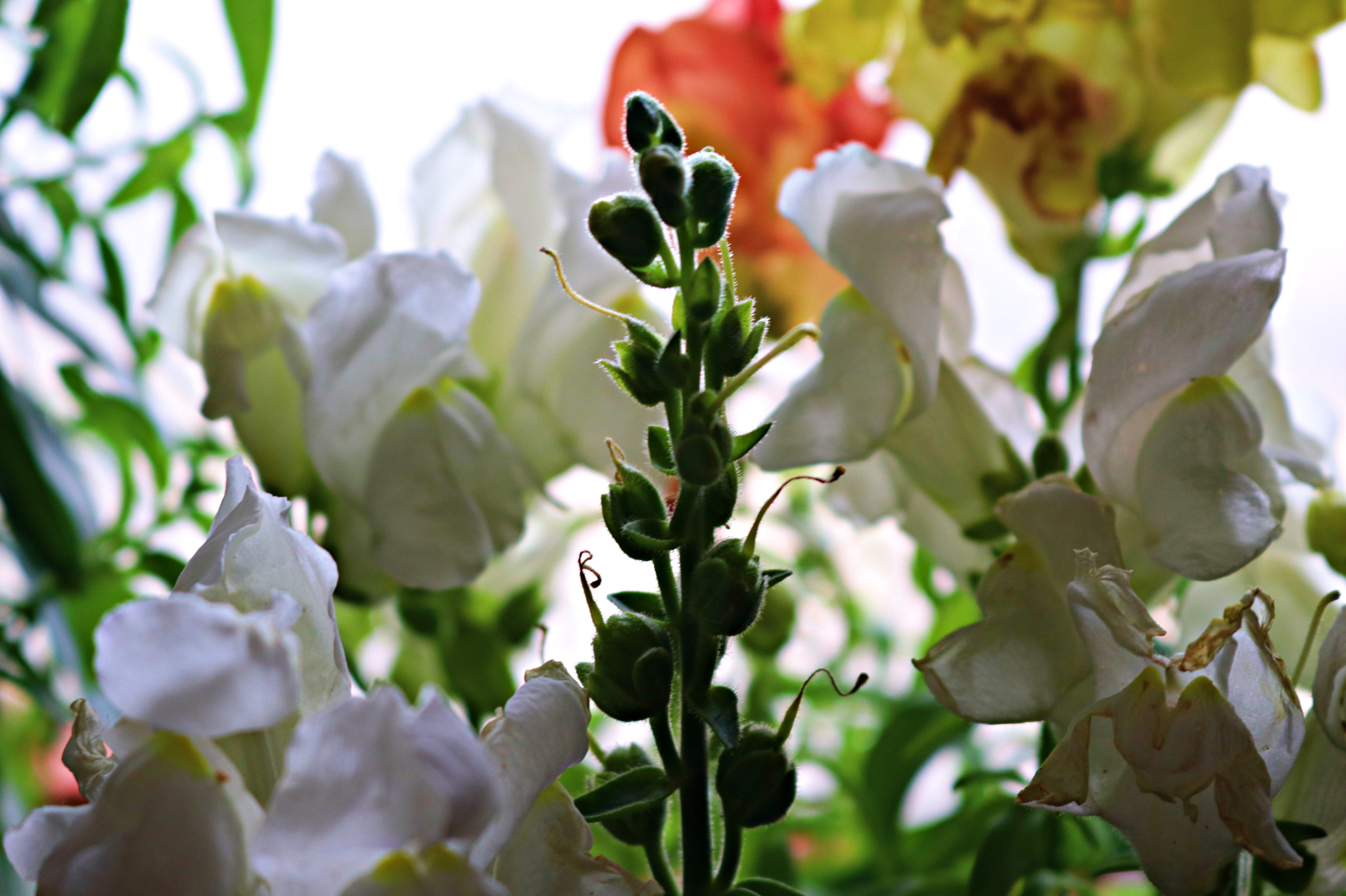 Canon EOS 80D sample photo