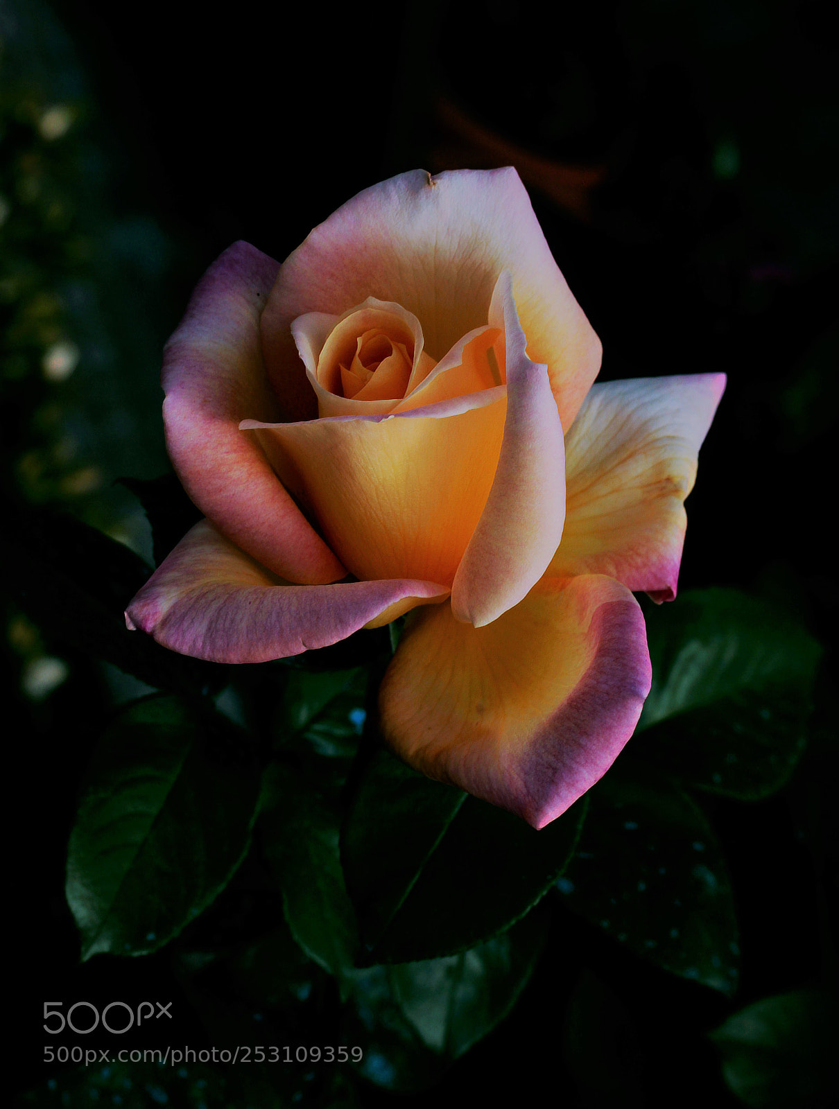 Canon EOS 550D (EOS Rebel T2i / EOS Kiss X4) sample photo. Rosa photography