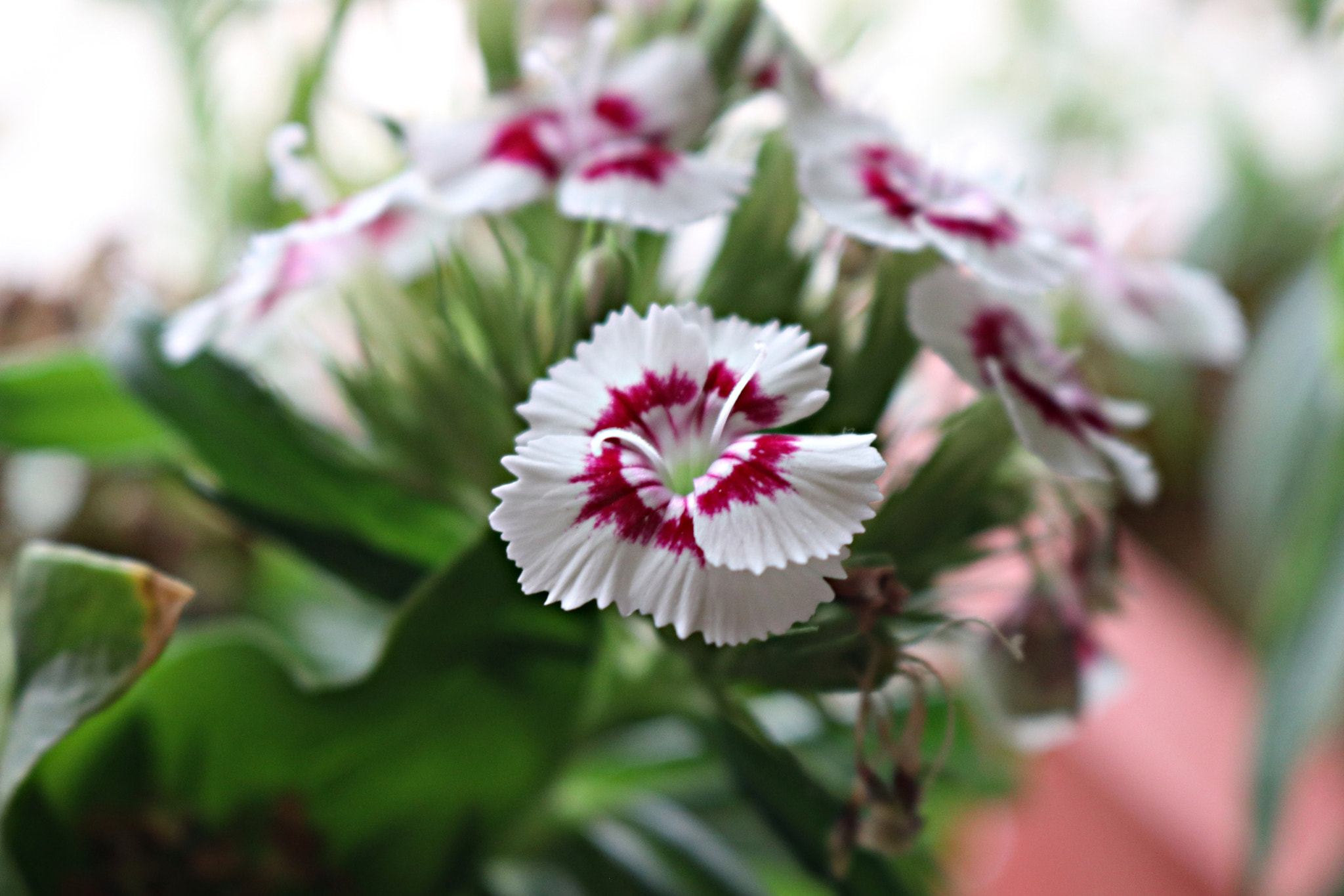 Canon EOS 80D sample photo