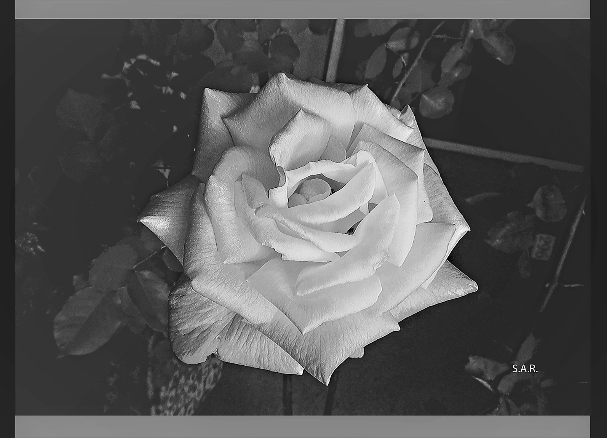 Panasonic DMC-FS5 sample photo. Rosa bw photography