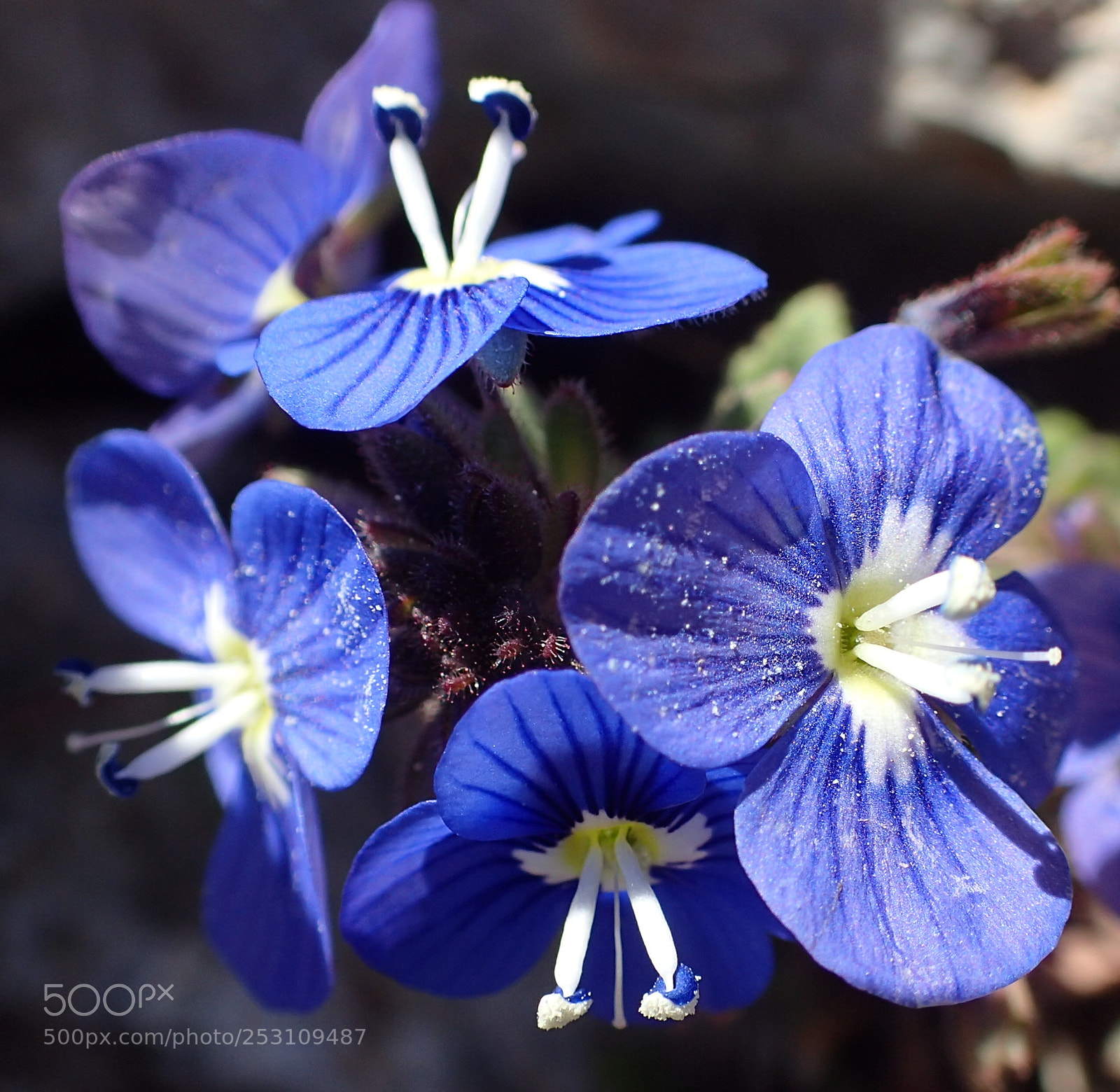 Olympus TG-4 sample photo. Blue spring flowers photography