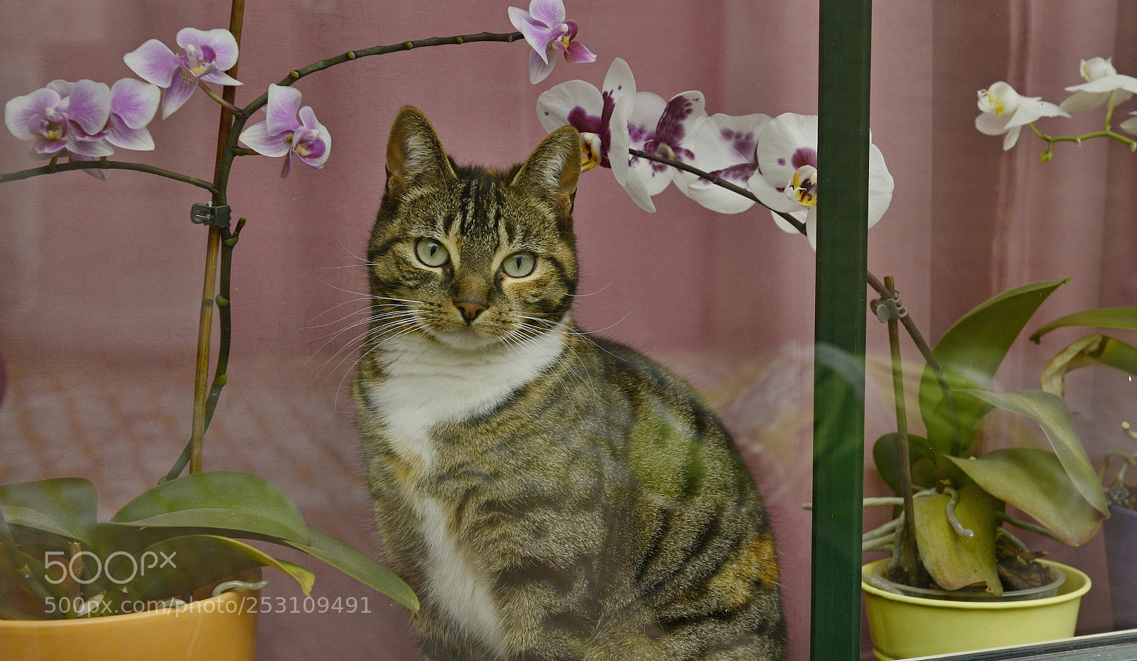Nikon D800 sample photo. Kočka a orchideje photography