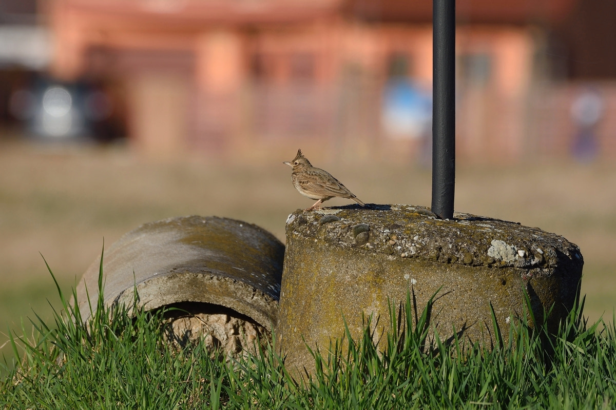 Nikon D7200 sample photo. Galerida cristata photography