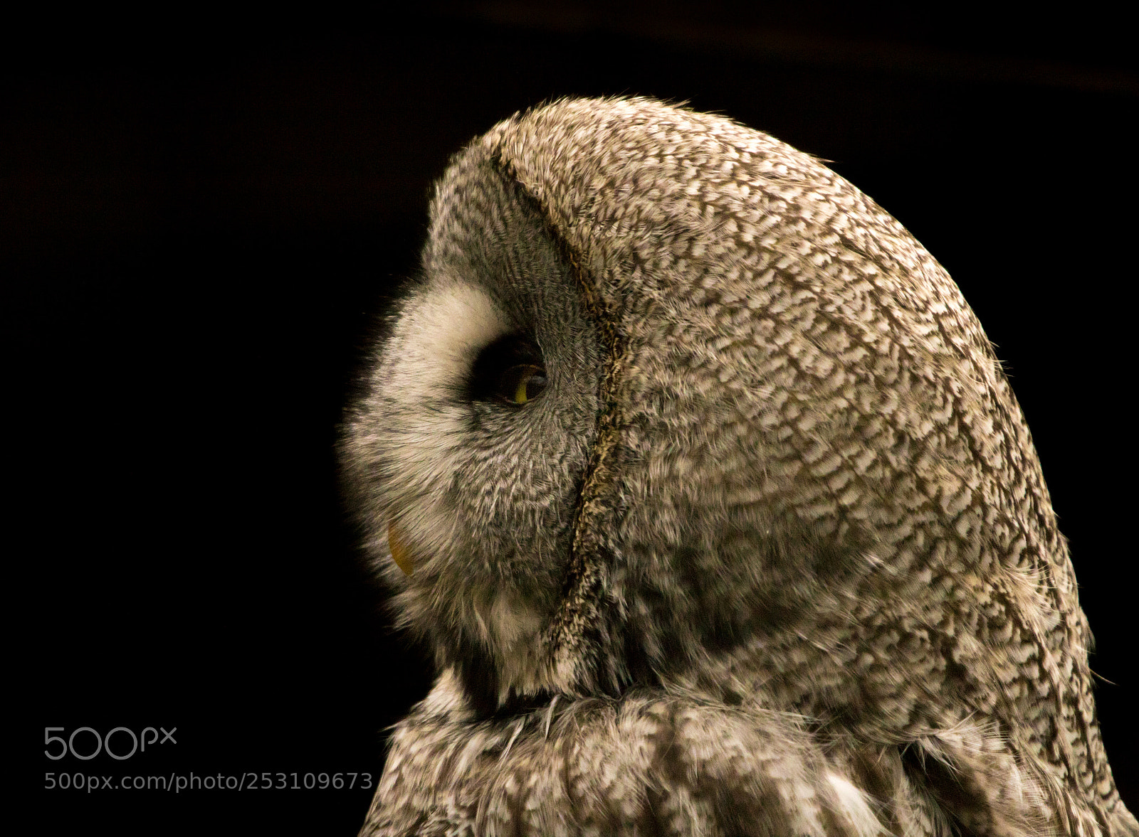 Canon EOS 750D (EOS Rebel T6i / EOS Kiss X8i) sample photo. Owl photography