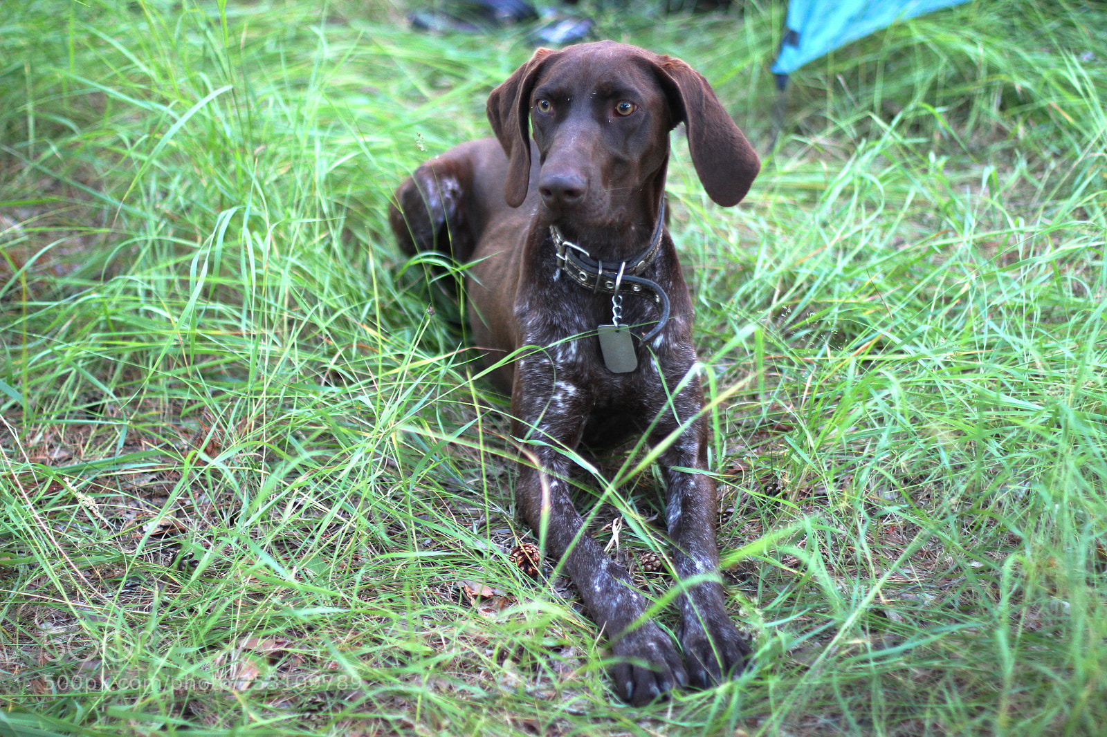 Canon EOS 600D (Rebel EOS T3i / EOS Kiss X5) sample photo. Dog photography
