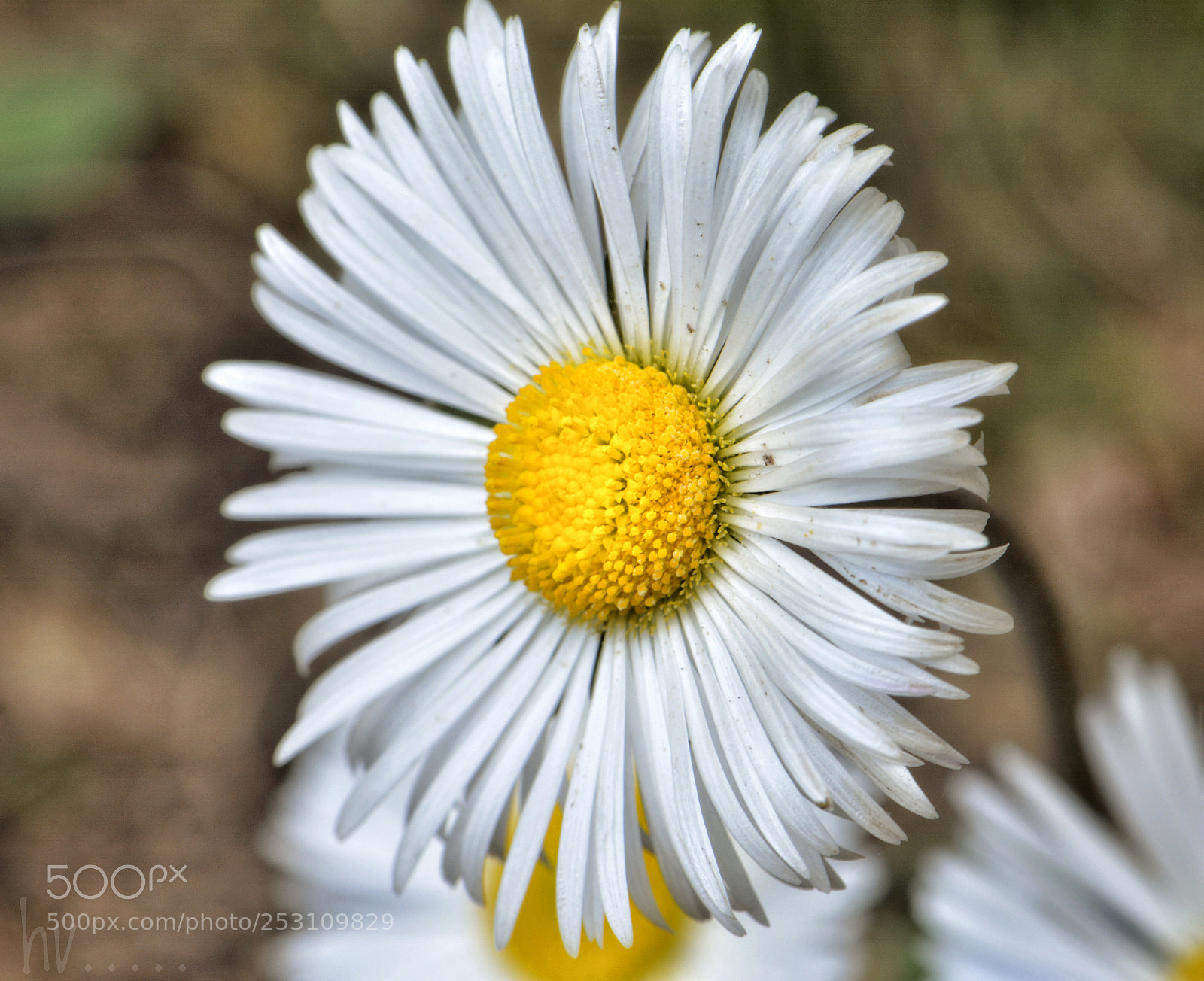 Nikon D7100 sample photo. Daisy lazy crazy photography