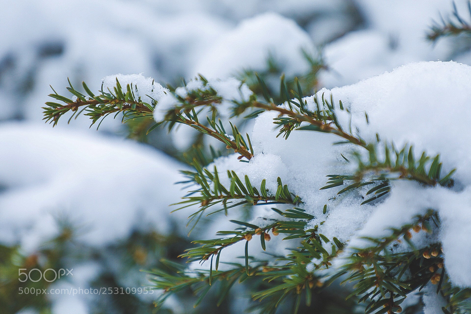 Canon EOS 5D Mark IV sample photo. Snow photography