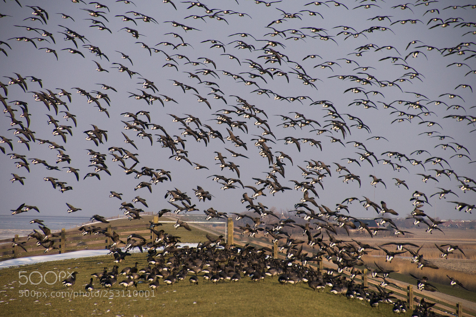Sony SLT-A99V sample photo. One goose, many geese photography