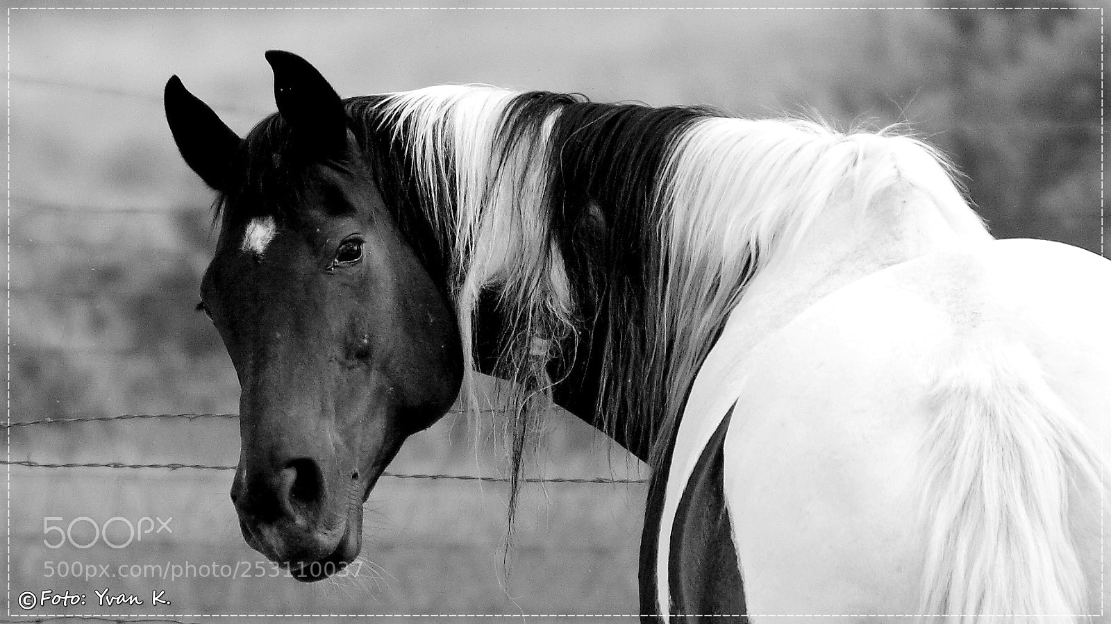 Canon EOS 20D sample photo. Horse photography