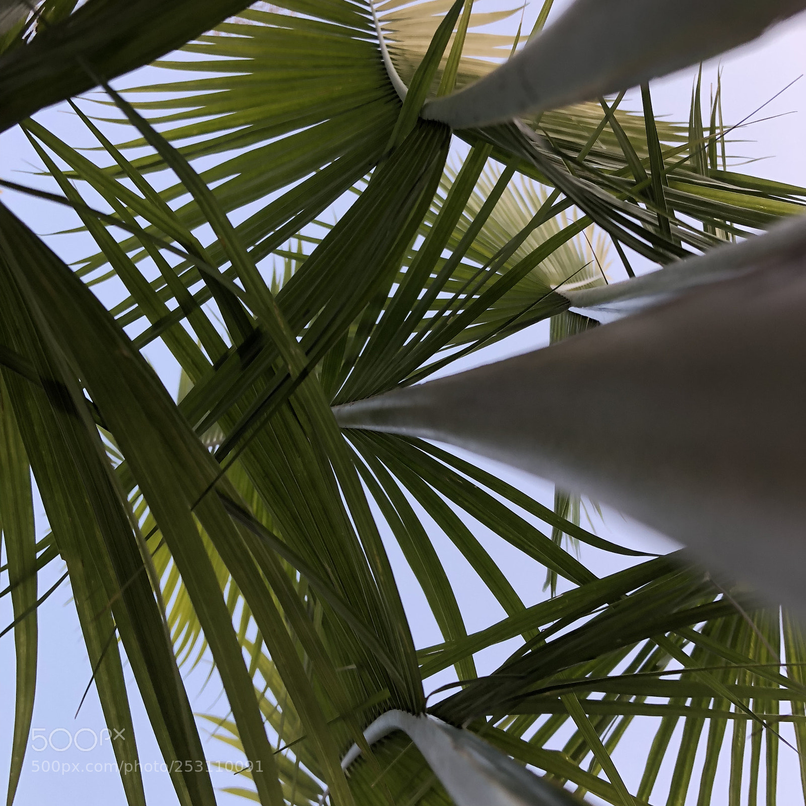 Apple iPhone 8 Plus sample photo. Palm forrest photography