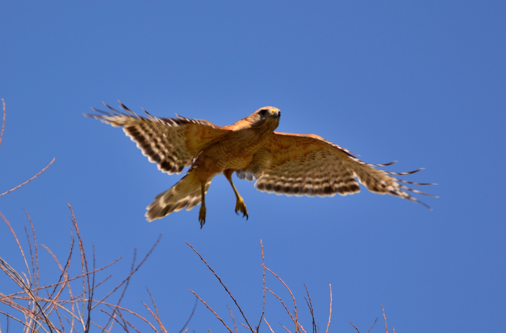 Nikon D5200 sample photo. Raptor noon 10 photography