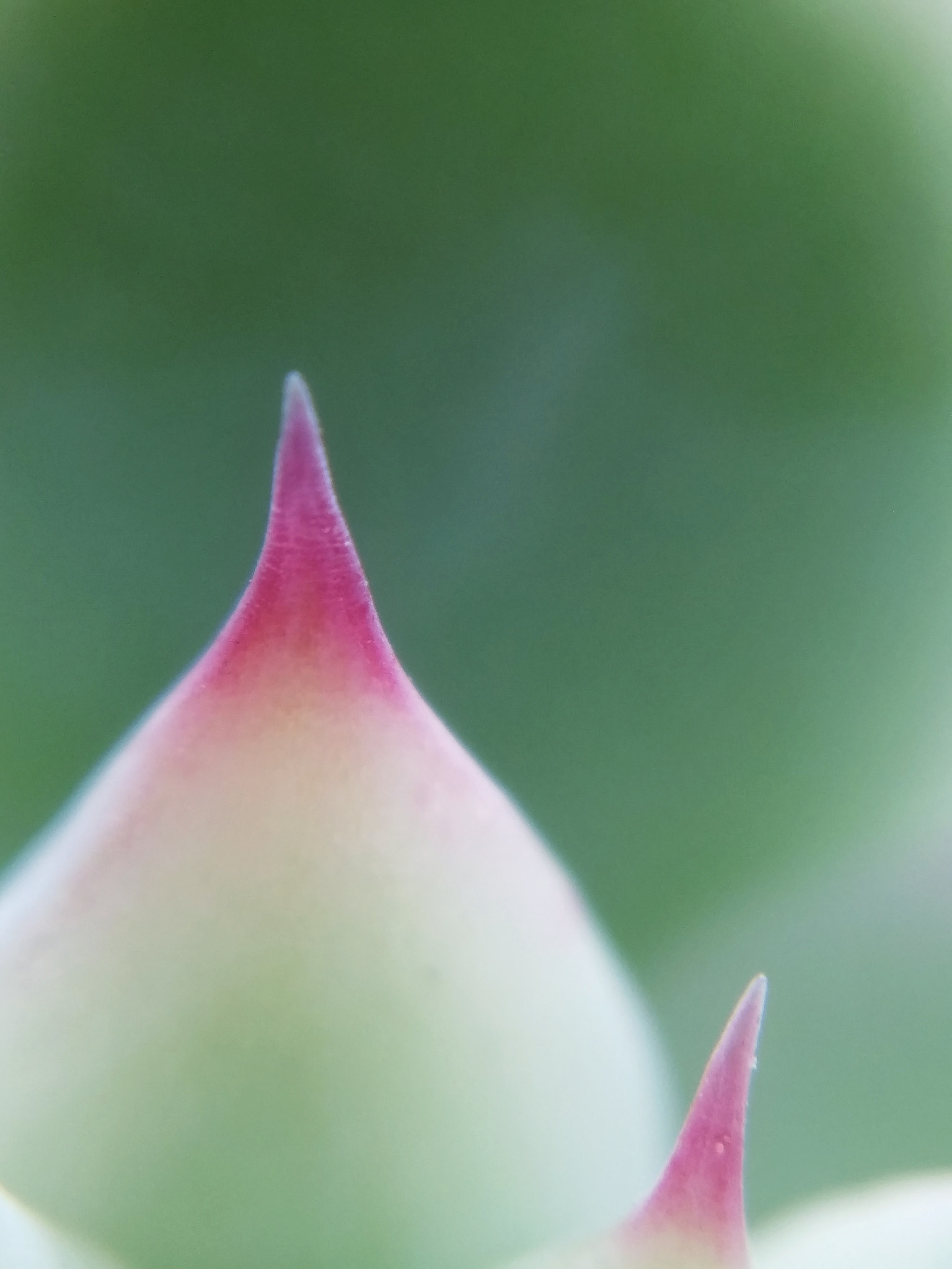 vivo X9 sample photo. Succulent plant photography