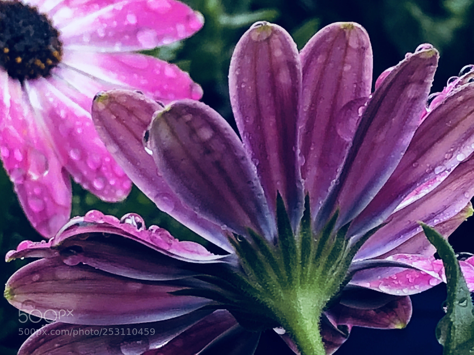 Apple iPhone 8 Plus sample photo. Raindrops  photography