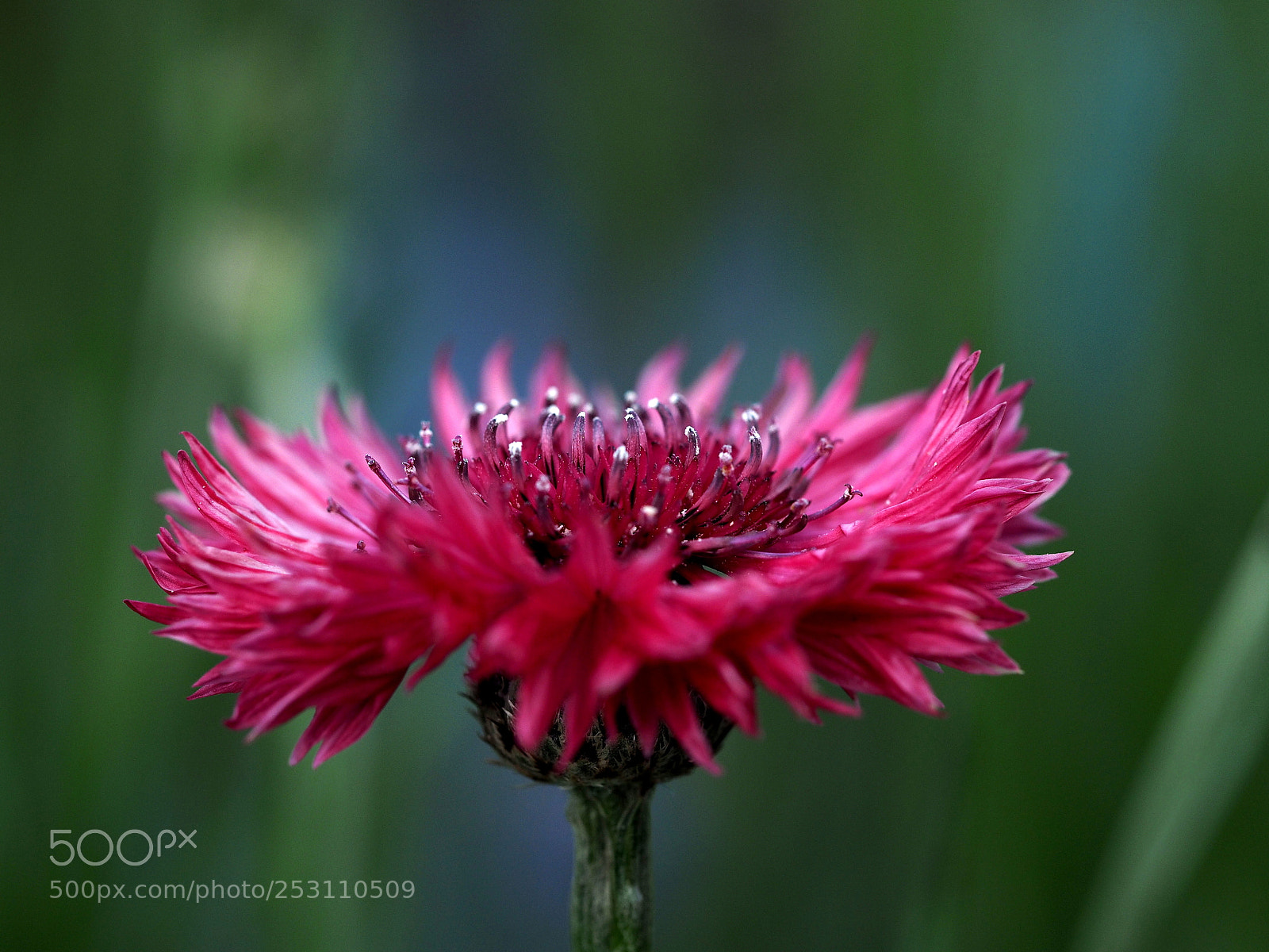Olympus OM-D E-M1 sample photo. Centaurea cyanus photography