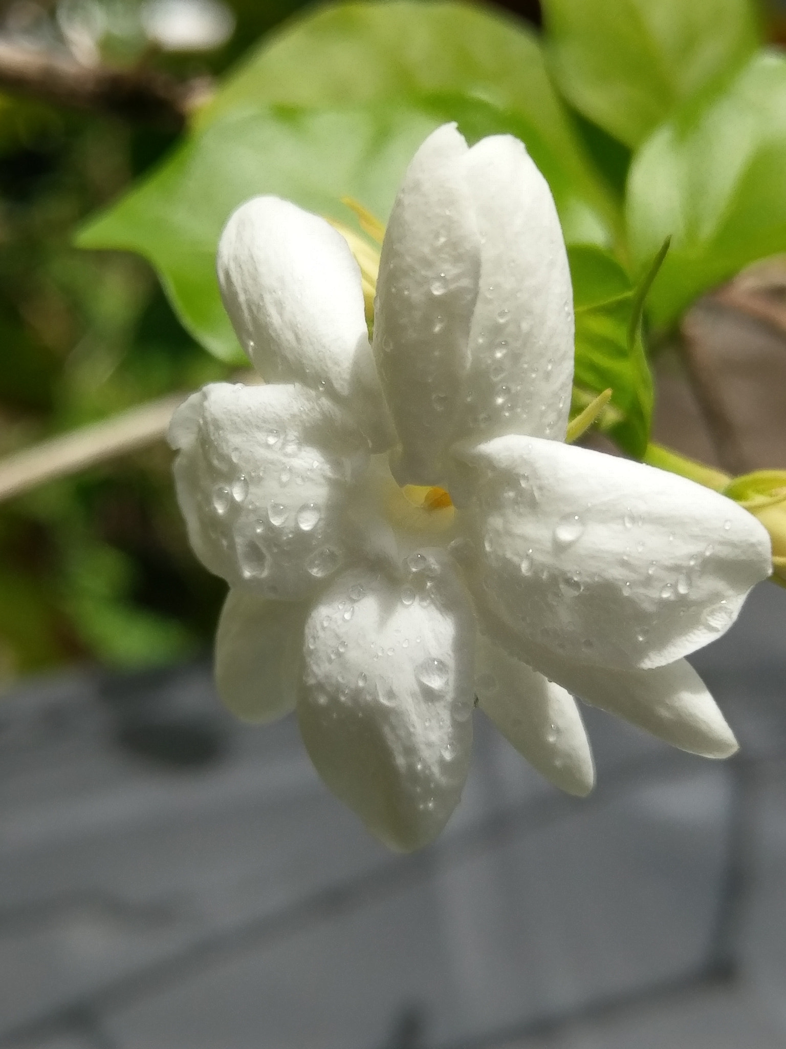HTC 10 sample photo