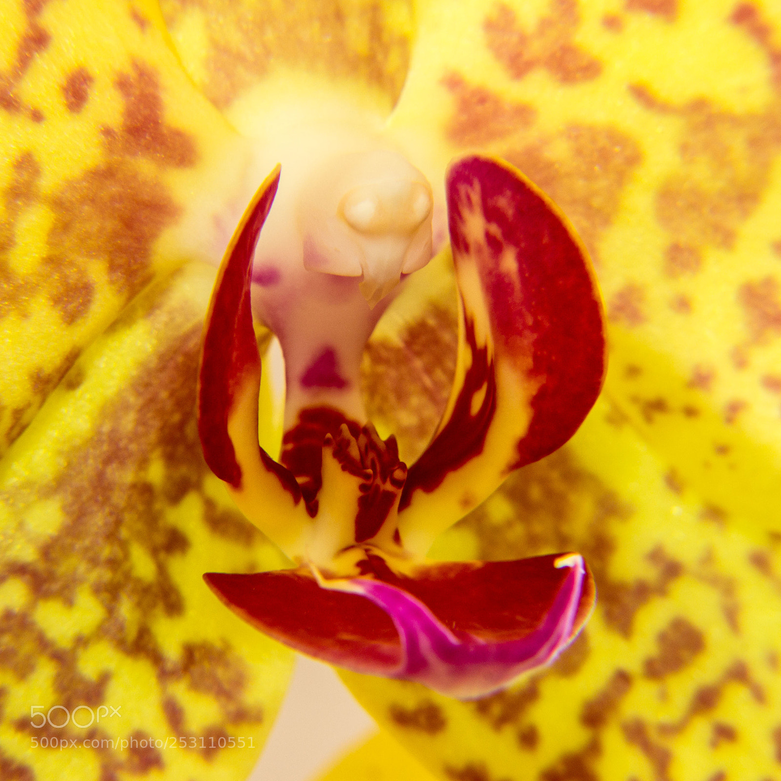 Canon EOS 1200D (EOS Rebel T5 / EOS Kiss X70 / EOS Hi) sample photo. Orchid heart photography
