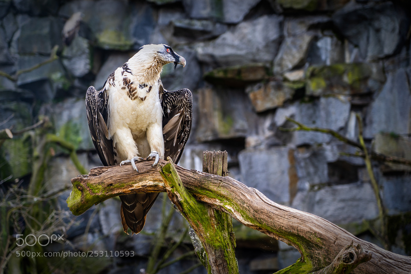 Sony a7 III sample photo. Eagle photography