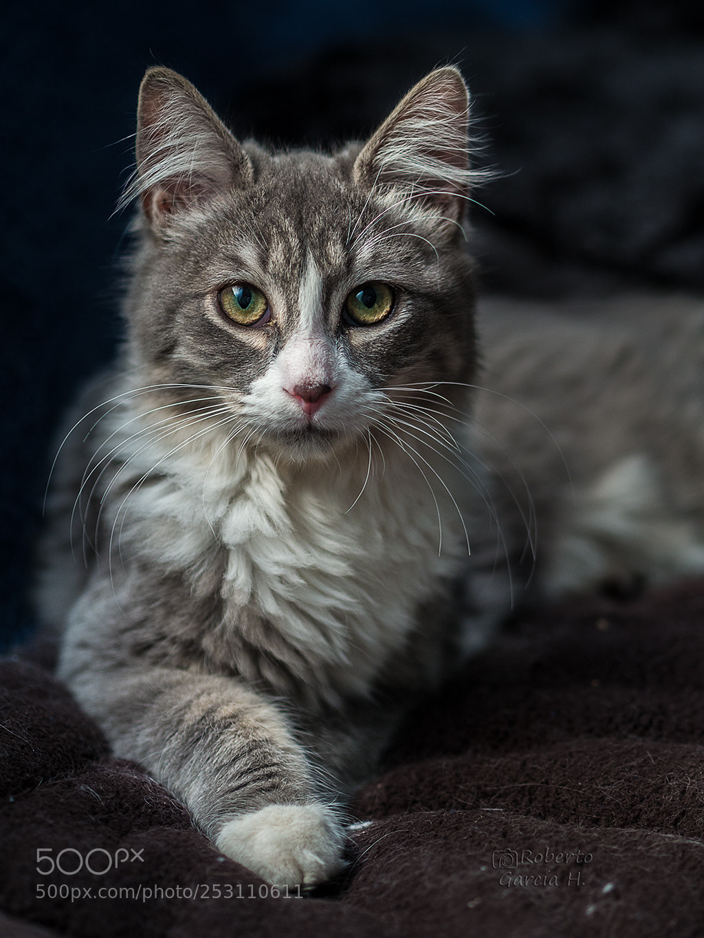Olympus OM-D E-M10 sample photo. Sofi photography