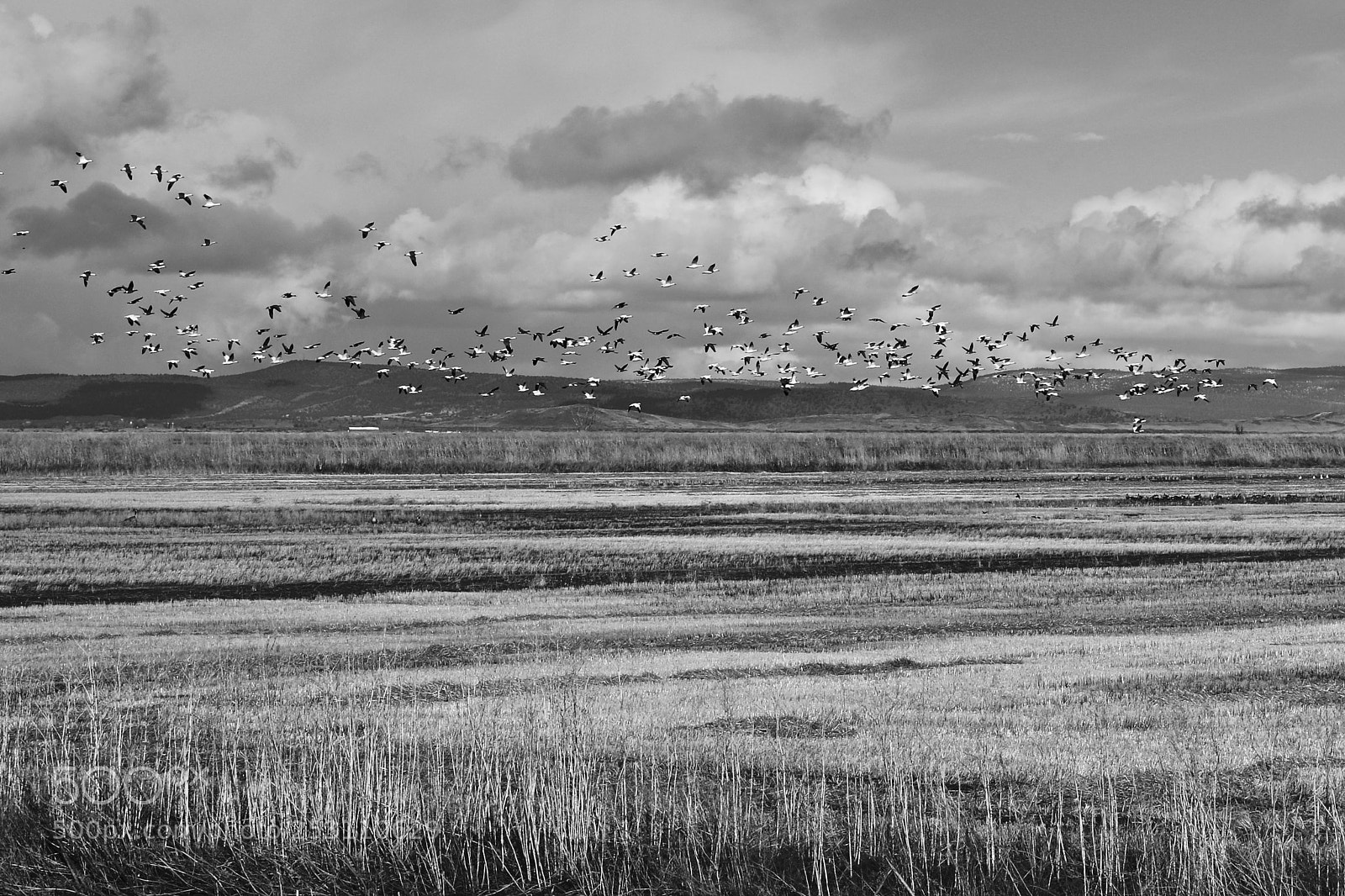 Canon EOS 7D Mark II sample photo. Lwer klamath wildlife refuge 1 photography