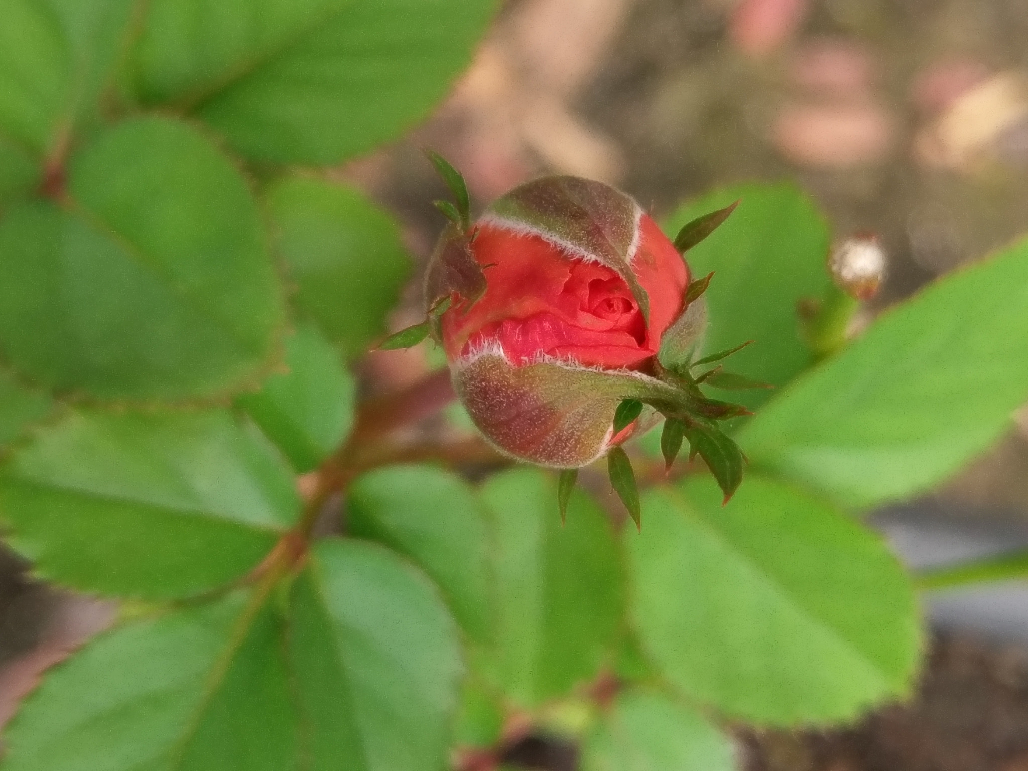 HTC 10 sample photo