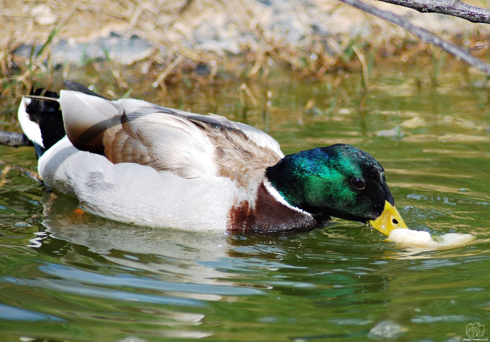 Nikon D60 sample photo