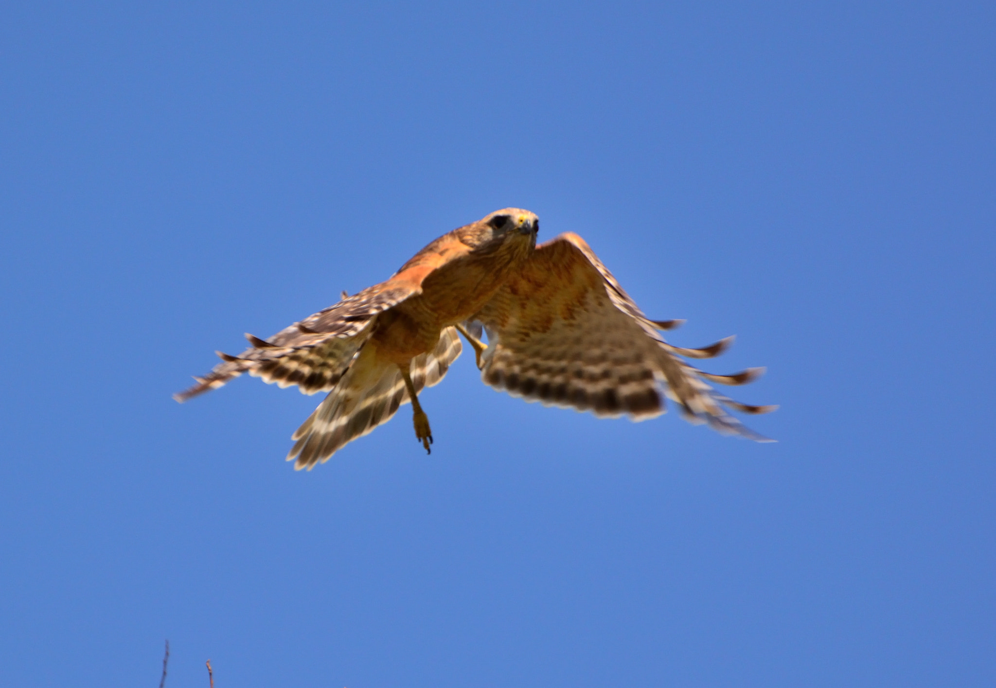 Nikon D5200 sample photo. Raptor noon 11 photography