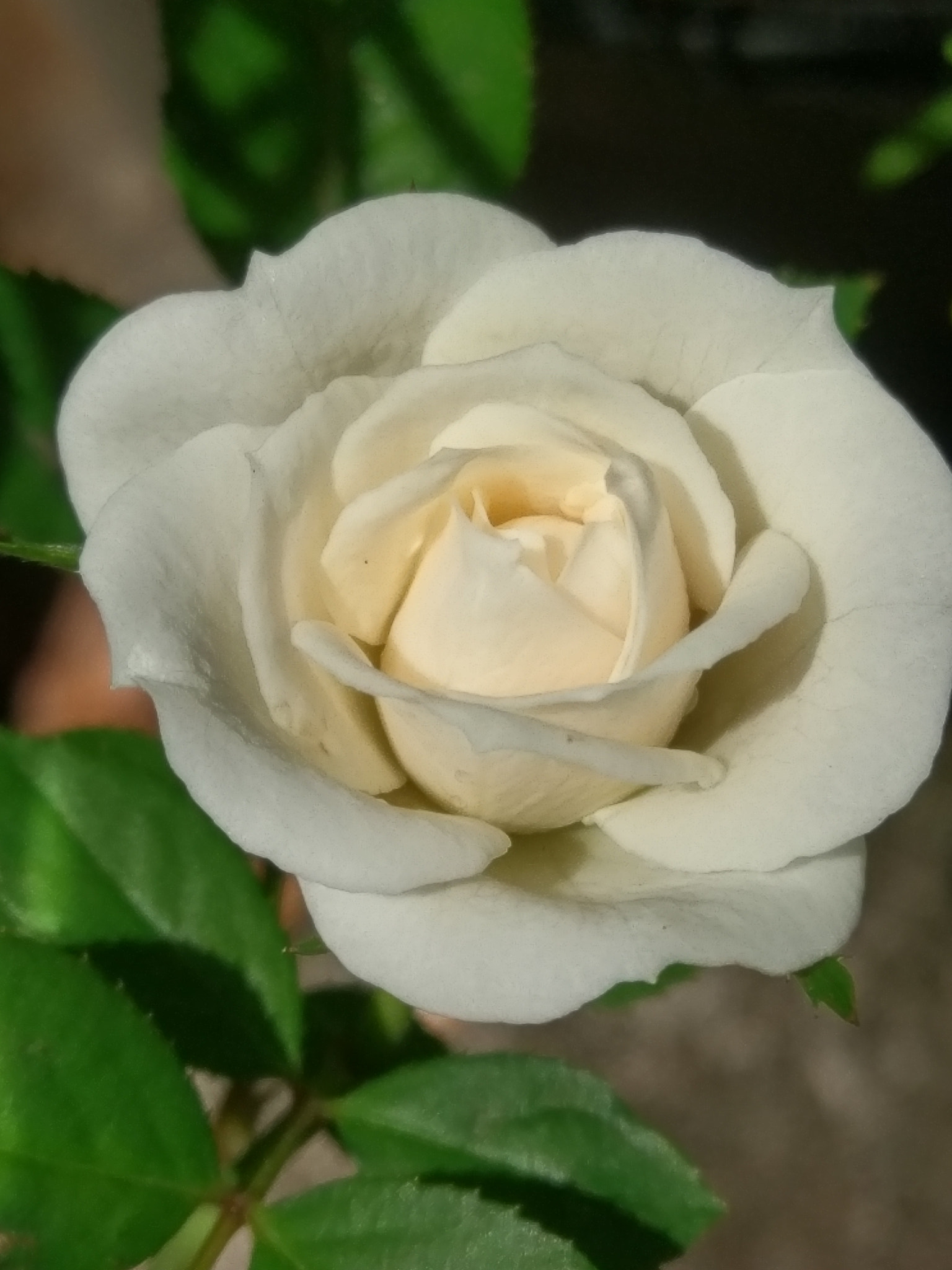 HTC 10 sample photo