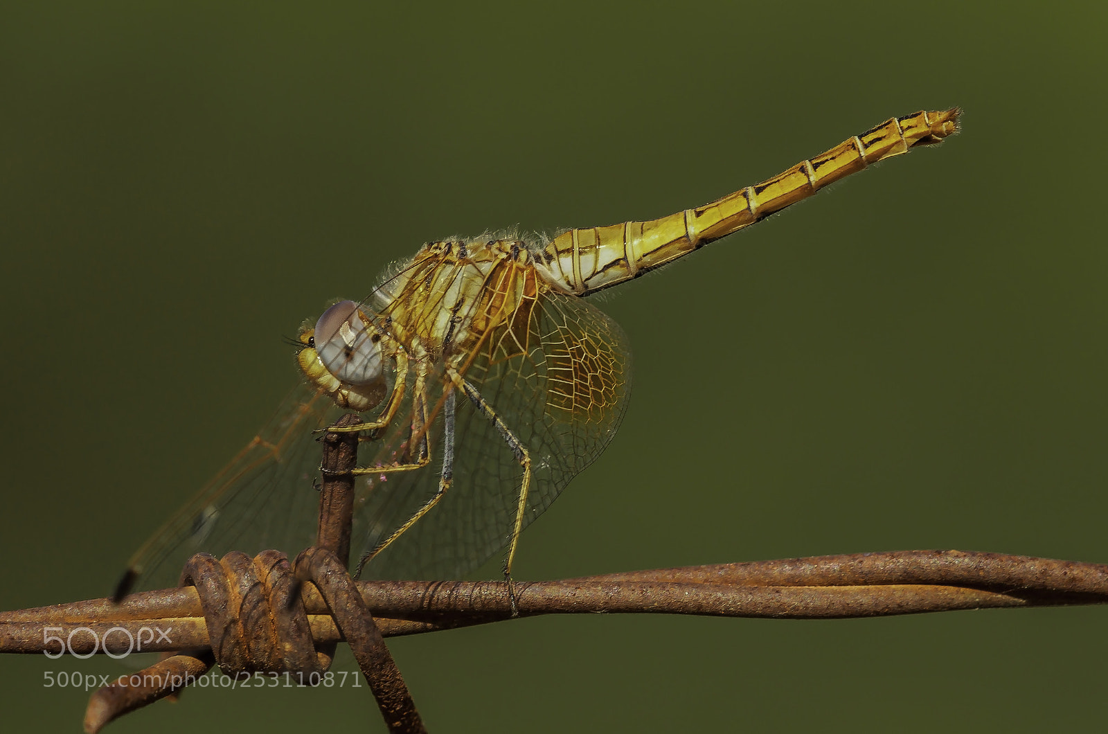 Nikon D90 sample photo. Trithemis kirbyi  photography
