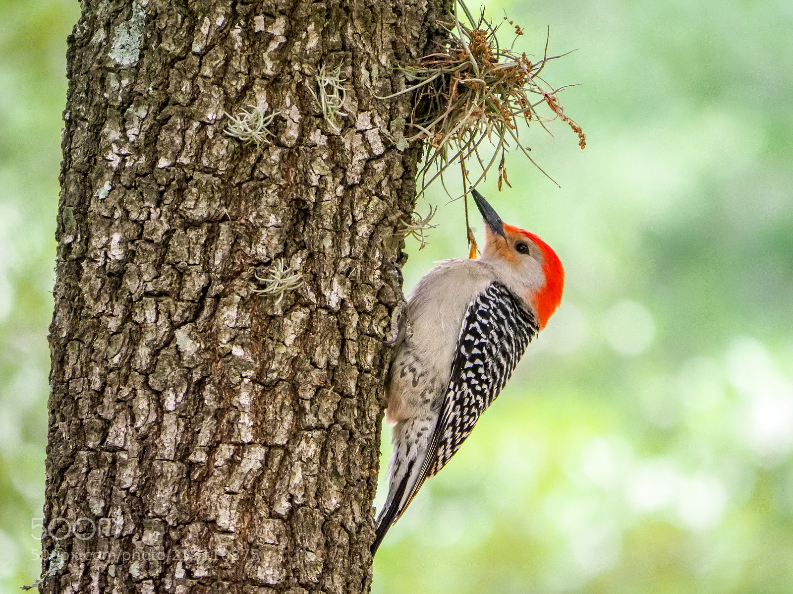 Olympus OM-D E-M1 Mark II sample photo. Woodpecker photography