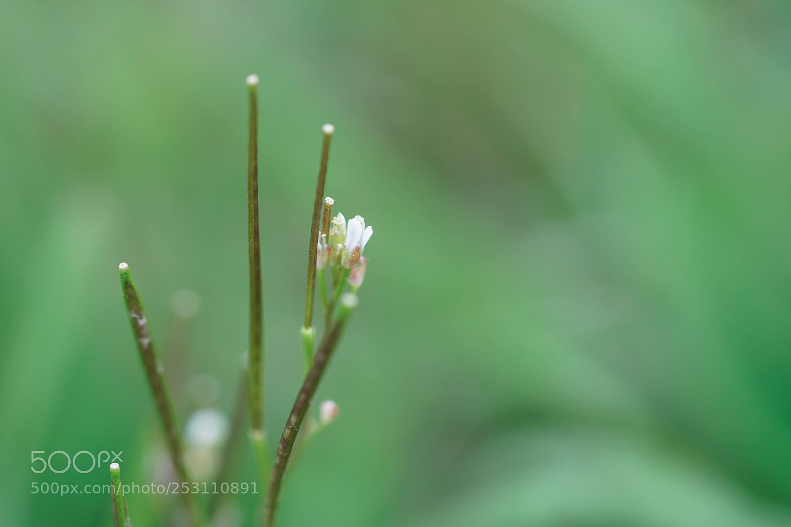 Sony a6500 sample photo. Untitled photography