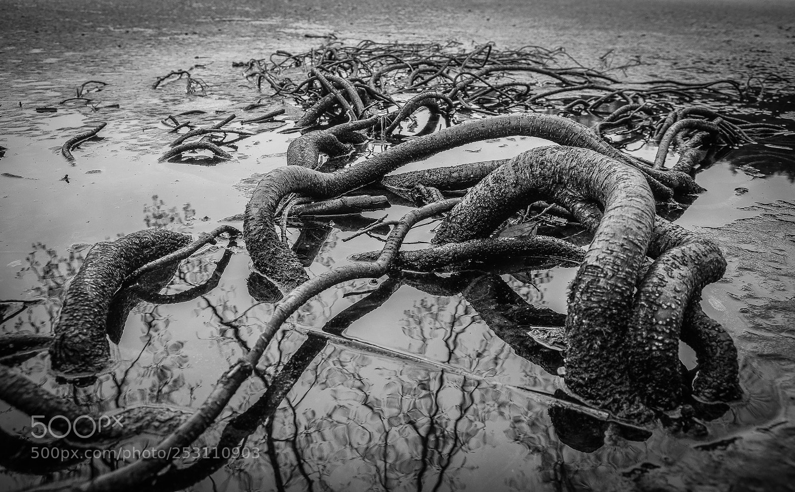 Pentax K-5 II sample photo. Kraken photography