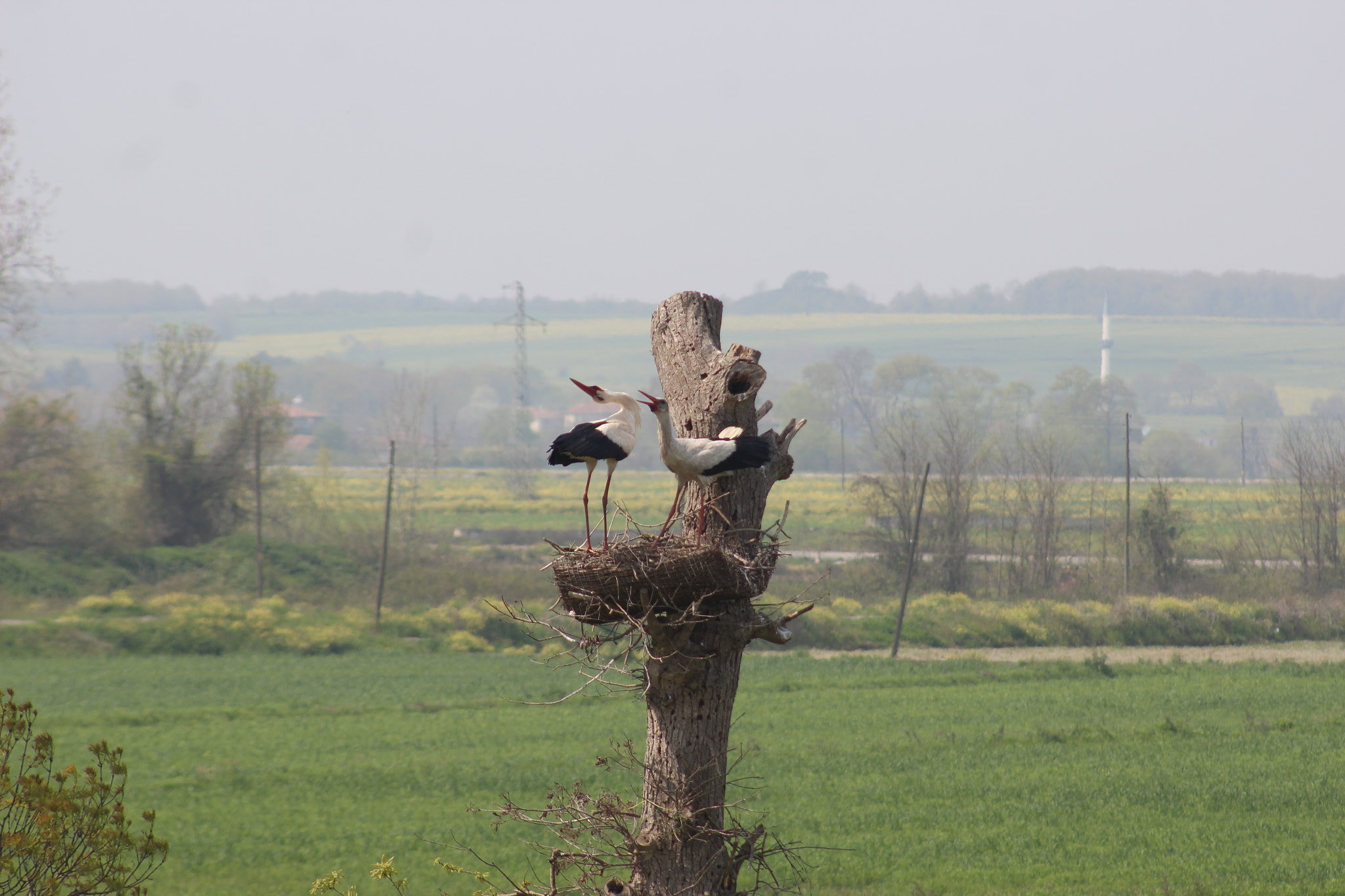Canon EF 75-300mm f/4-5.6 sample photo. Lak lak lak photography