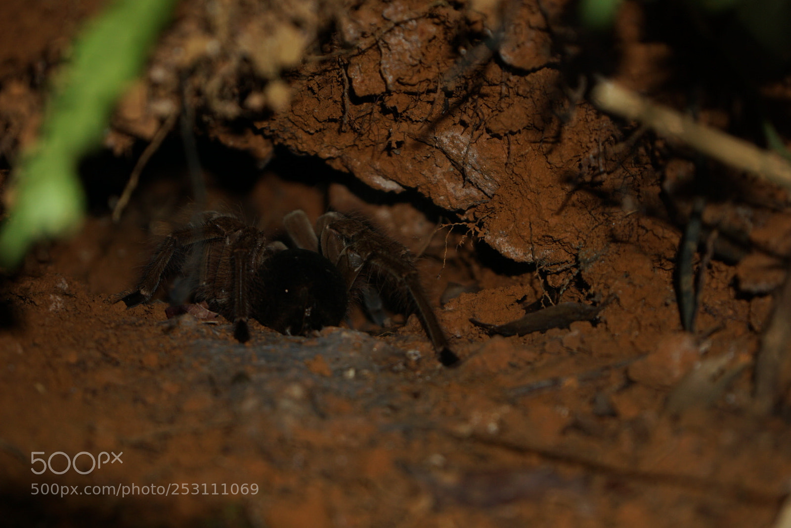 Sony a6000 sample photo. Spider @ home photography