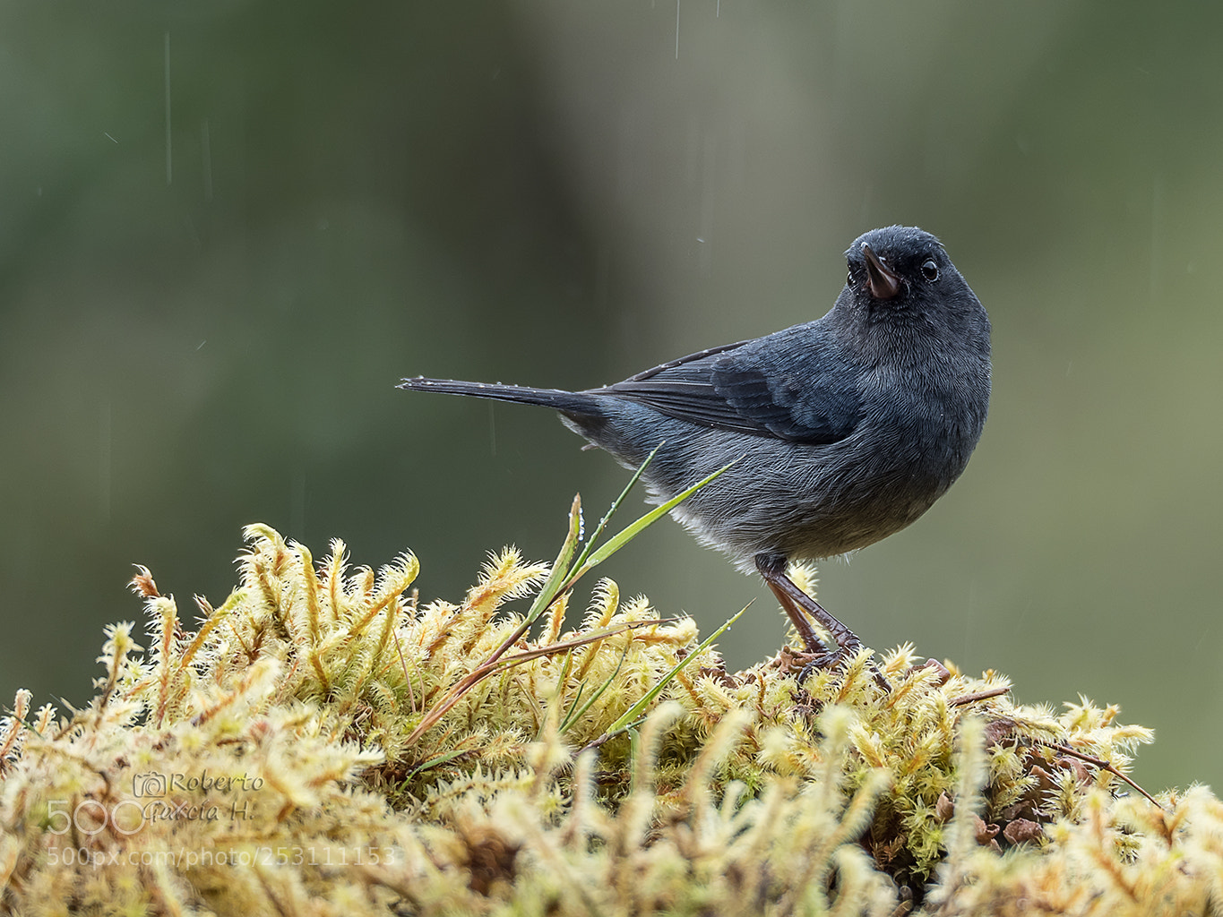 Olympus OM-D E-M1 Mark II sample photo. Pinchaflor plomizo (diglossa plumbea) photography