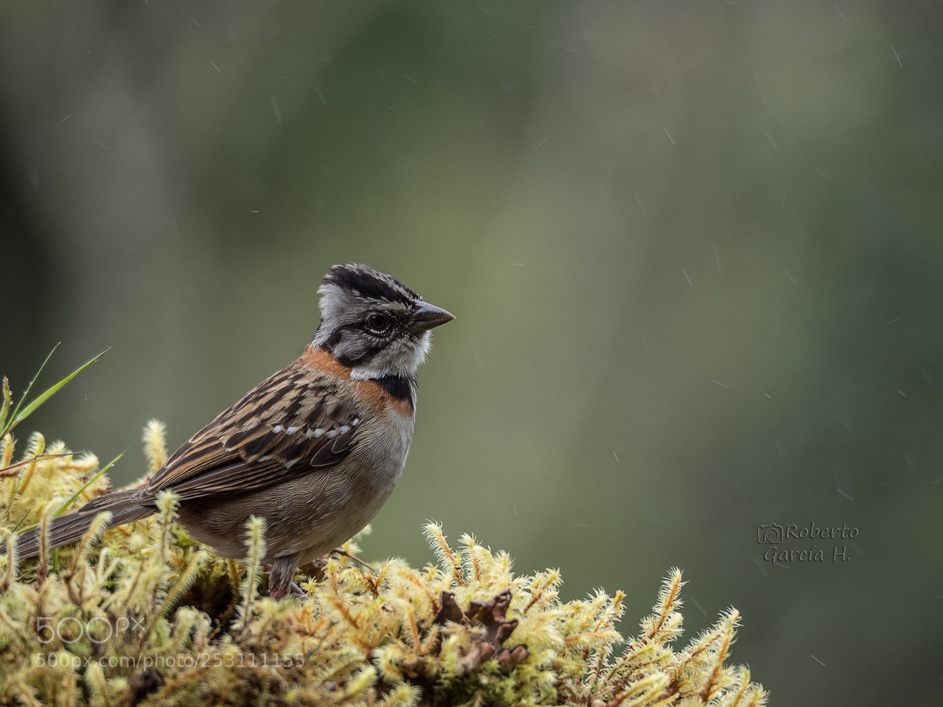 Olympus OM-D E-M1 Mark II sample photo. Comemaíz (zonitichia capensis) photography
