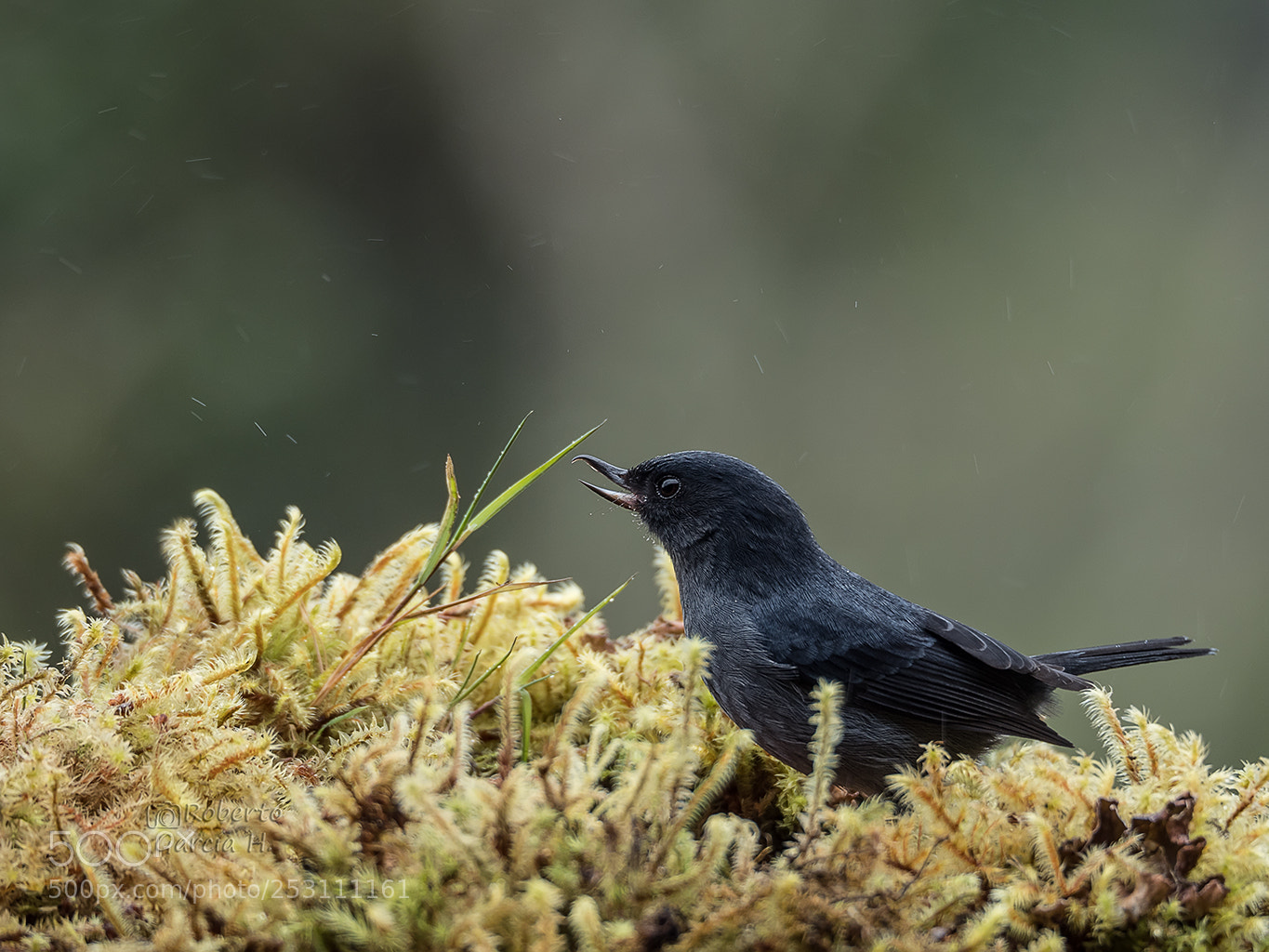 Olympus OM-D E-M1 Mark II sample photo. Pinchaflor plomizo (diglossa plumbea) photography