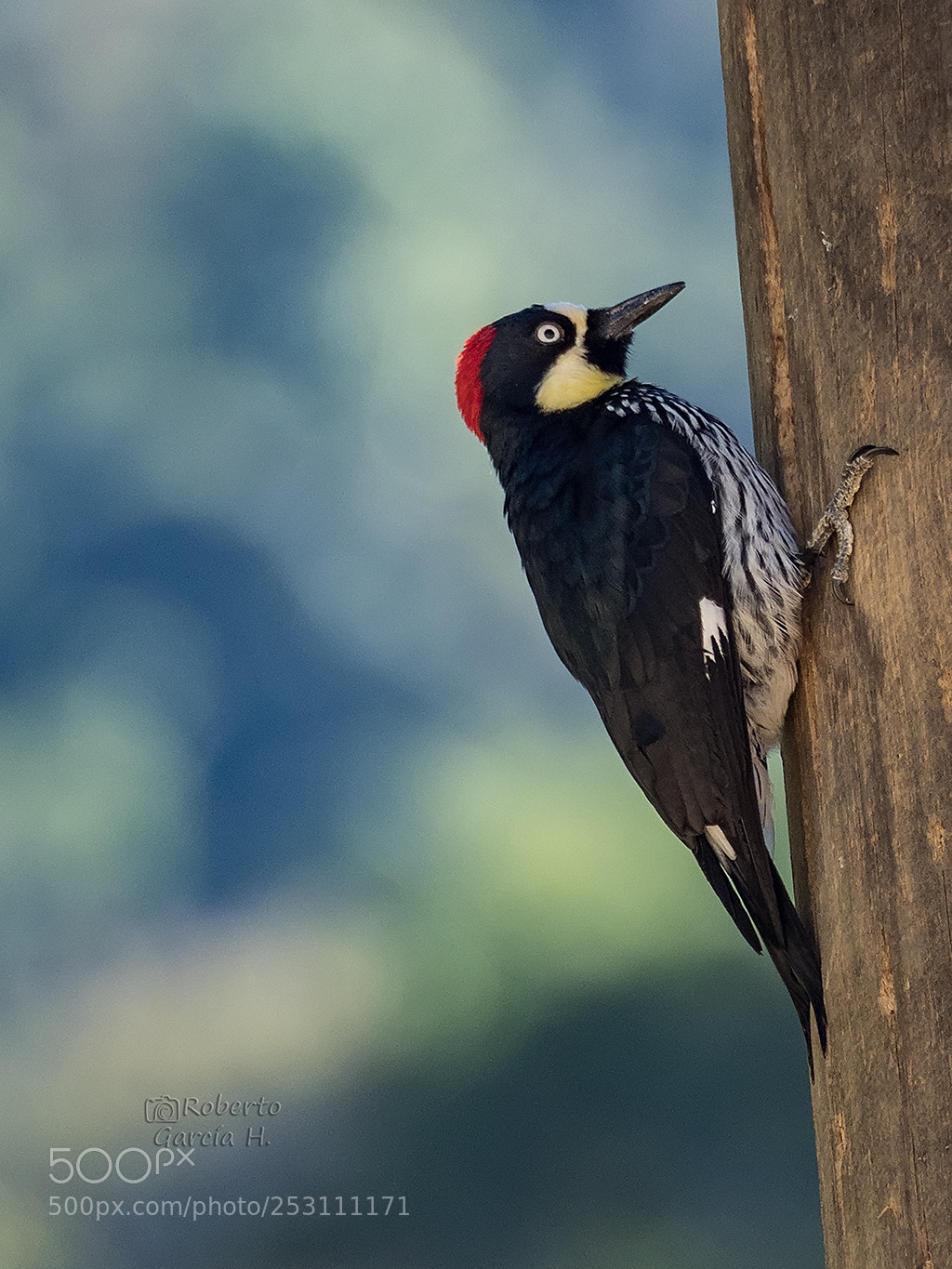Olympus OM-D E-M1 Mark II sample photo. Carpintero careto (melanerpes formicivorus) photography