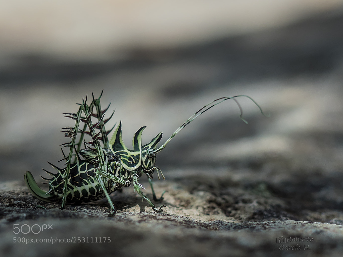 Olympus OM-D E-M1 Mark II sample photo. Saltamontes l quen markia photography