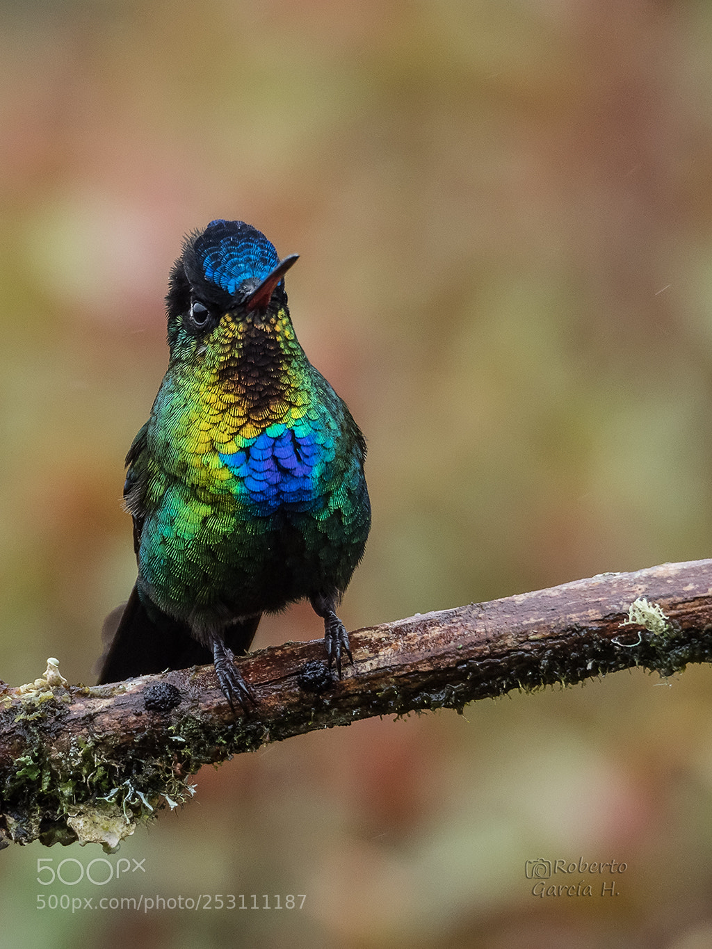 Olympus OM-D E-M1 Mark II sample photo. Colibr garganta de fuego photography