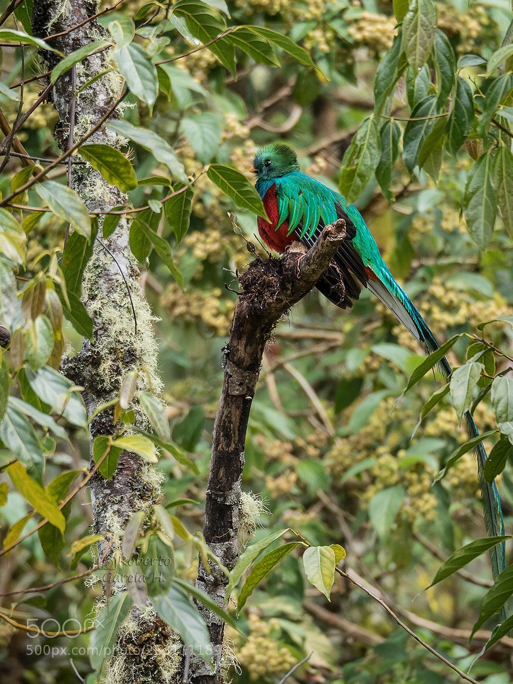 Olympus OM-D E-M1 Mark II sample photo. Quetzal resplandeciente (pharomachrus mocinno) photography