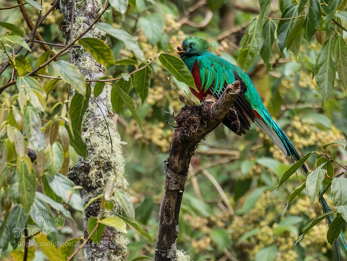 Olympus OM-D E-M1 Mark II sample photo. Quetzal resplandeciente (pharomachrus mocinno) photography