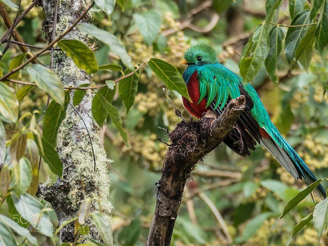 Olympus OM-D E-M1 Mark II sample photo. Quetzal resplandeciente (pharomachrus mocinno) photography