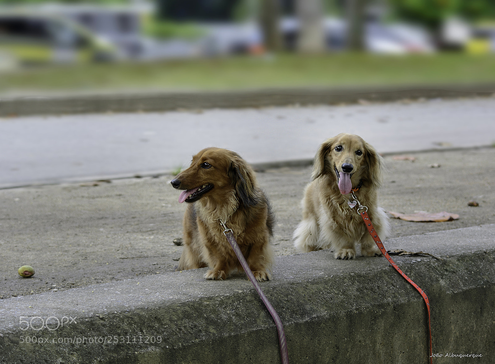 Nikon D5200 sample photo. Dogfemale tourists photography