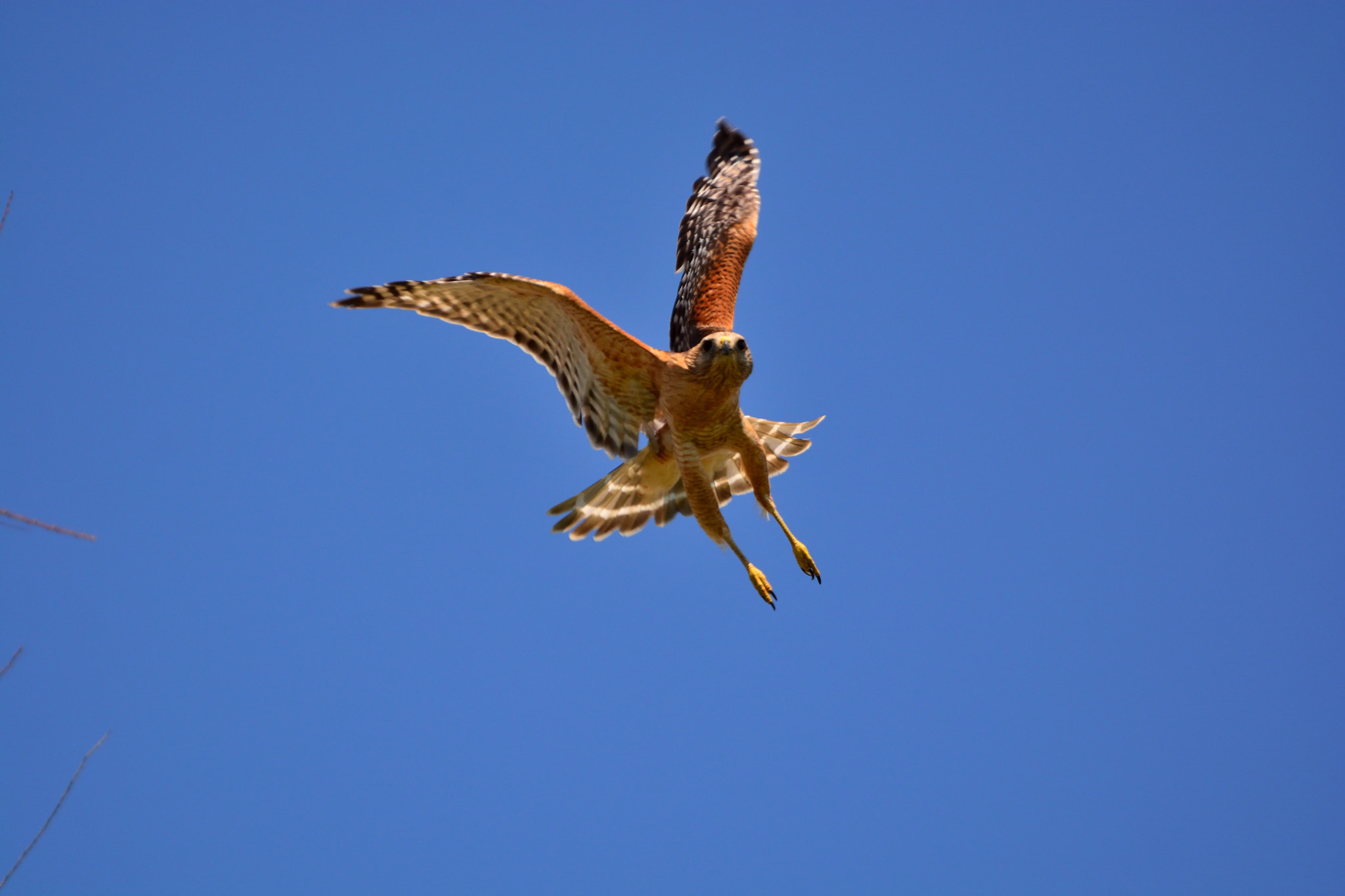 Nikon D5200 sample photo. Raptor noon 12 photography
