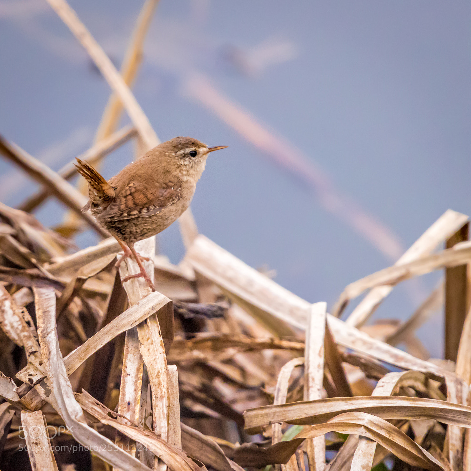 Canon EOS 80D sample photo. Wren in the reeds photography