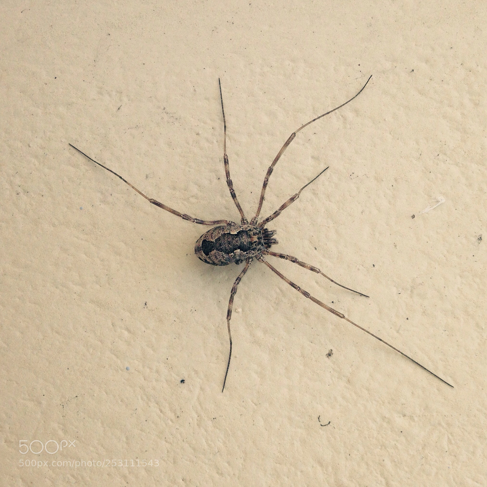 Apple iPhone 5 sample photo. Spider photography