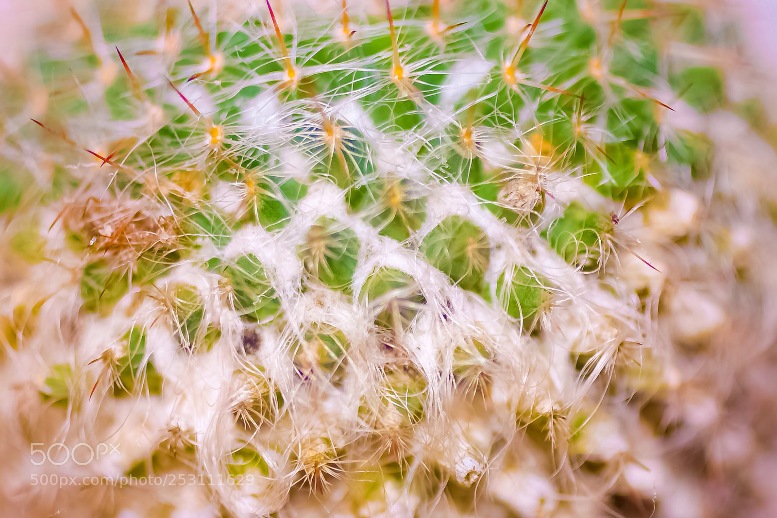 Canon EOS 40D sample photo. Macro photography photography