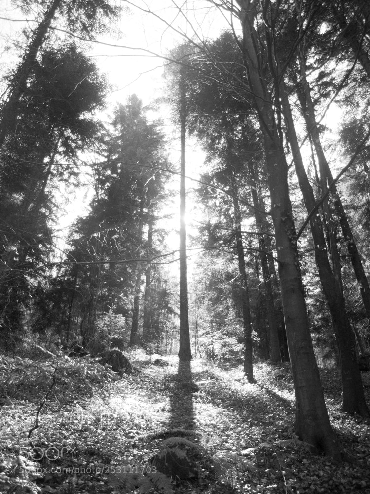 Olympus E-500 (EVOLT E-500) sample photo. The god of tree photography