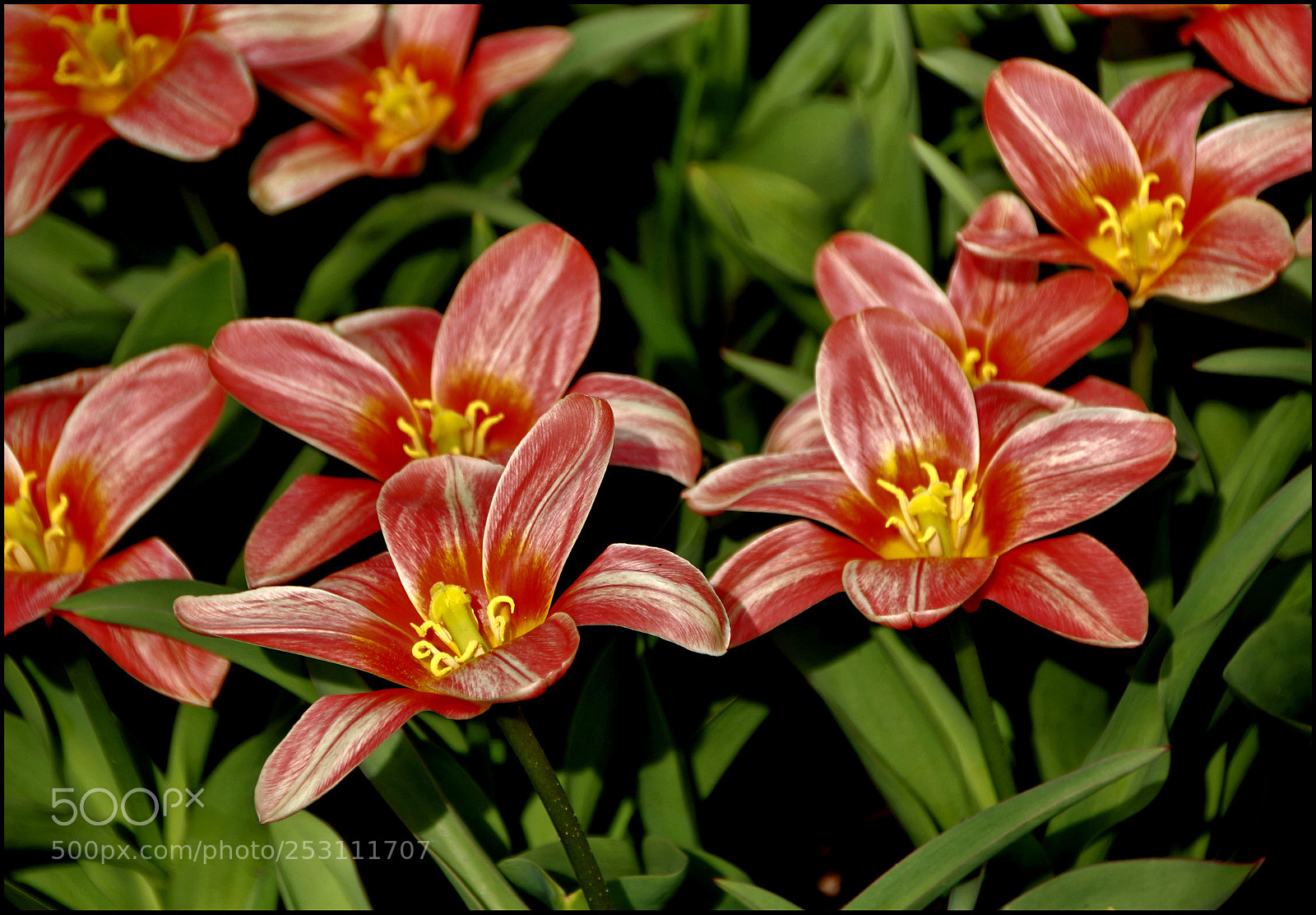 Canon EOS 100D (EOS Rebel SL1 / EOS Kiss X7) sample photo. Spring colors photography