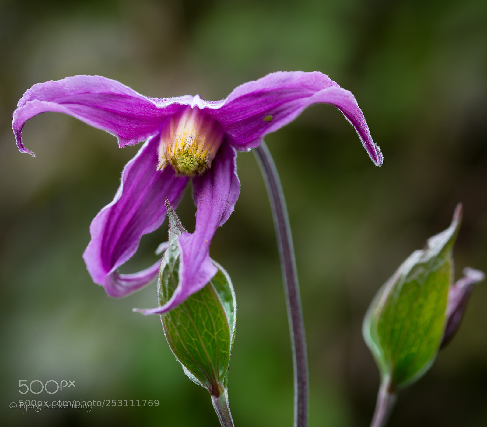 Nikon D600 sample photo. Clematis integrifolia photography